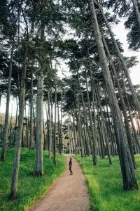 Hiking in the Presidio in San Francisco