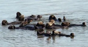 Southern Sea Otters