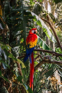 Macaw at the Alligator Farm in St. Augustine Florida