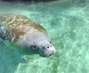 Kayak with Manatees in Crystal River, Florida