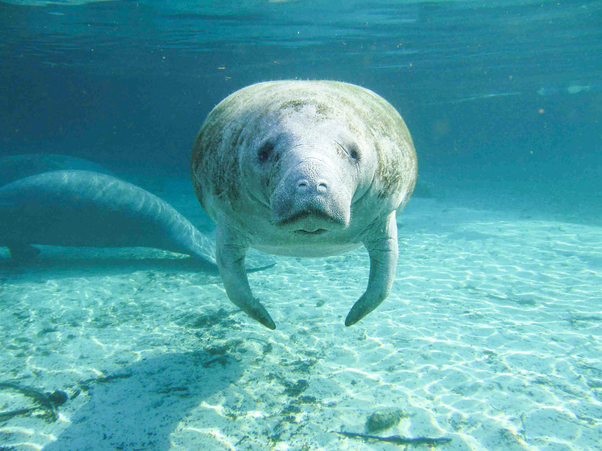 How to Kayak and Swim with Manatees in Crystal River, Florida