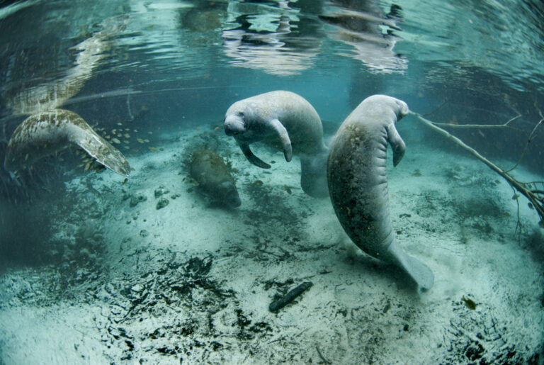 How to Kayak and Swim with Manatees in Crystal River, Florida